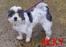 Ricky