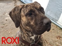 Rox