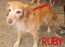 Ruby
