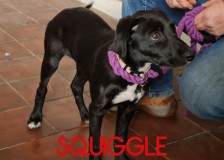 Squiggle