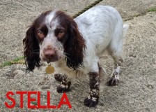 Stella