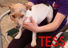 Tess