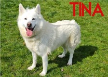 Tina