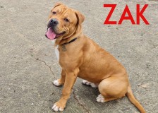 ZaK