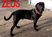 zeus