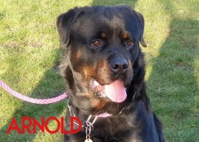 Arnold