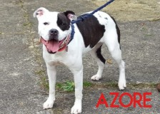 Azore