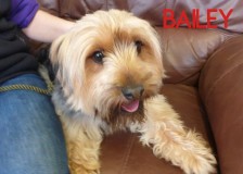 Bailey
