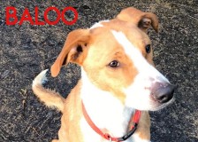 Baloo