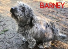 Barney