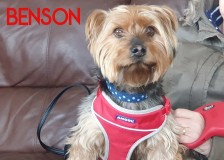 Benson