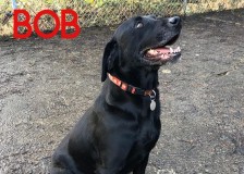 Bob