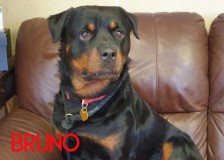 Bruno-2