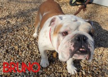 Bruno