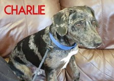 Charlie