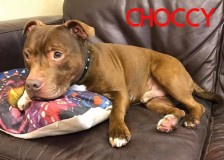Choccy