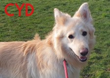 Cyd