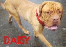Daisy-2