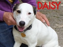 Daisy-3