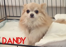 Dandy