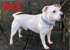 Daz