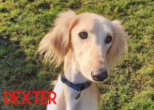 Dexter