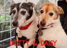 Dotty-and-Daisy