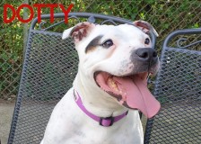 Dotty