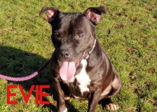 Evie