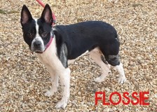 Flossie