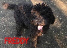 Freddy