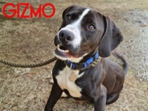 Gizmo