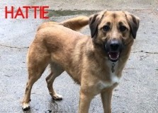 Hattie