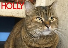 Holly