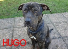 Hugo