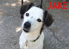 Jake