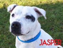 Jasper-2