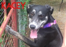 Kacey