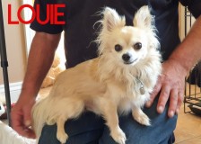 Little-Louie