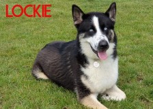 Lockie