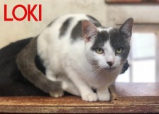 Loki-cat