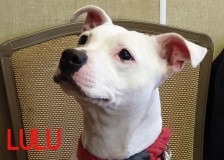 Lulu