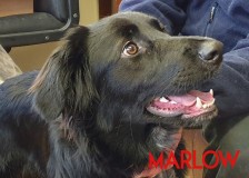 Marlow