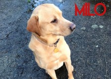 Milo