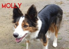 Molly