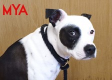 Mya
