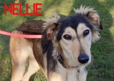 Nellie