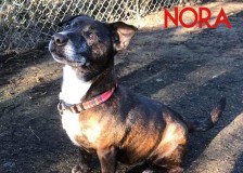 Nora