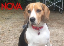 Nova