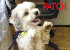 Patch